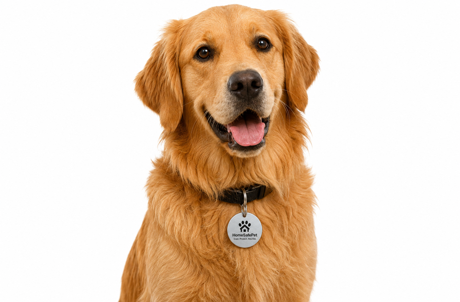 Golden Retriever wearing a HomeSafePet tag